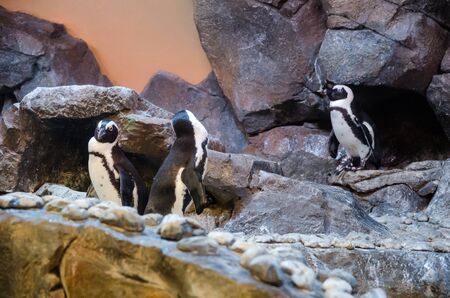 penguin with stone environment in zooの写真素材
