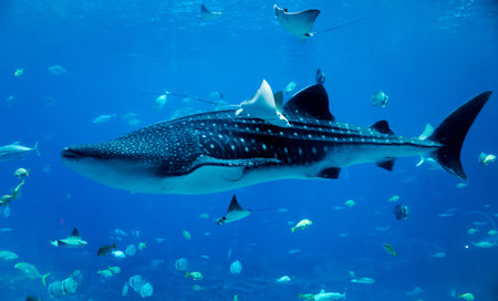 great whale in aquariumの写真素材
