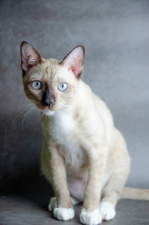 looking portrait of siamese cat on grey background, selective focusの写真素材