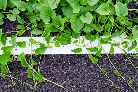 top view of road with green leaf backgroundの写真素材