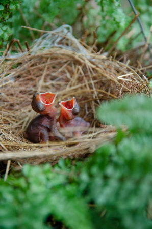 little birds are stay in bird's nest with green leave background