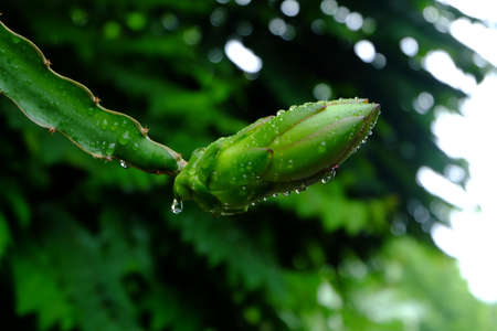 Drops of water on the dragonの写真素材