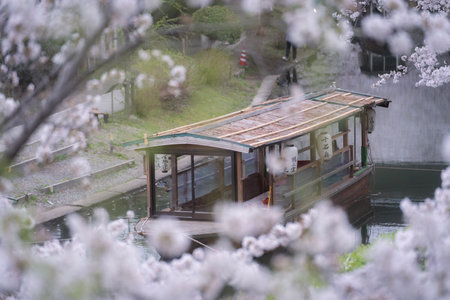 Cherry blossoms in full bloom along the canal with a boatの写真素材
