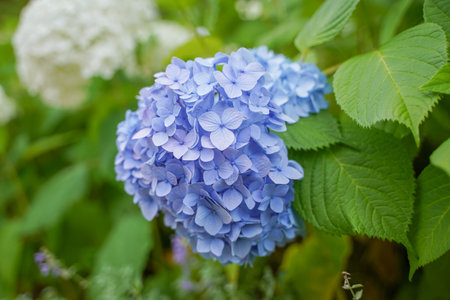 Hydrangea flowers in the garden, Hydrangea macrophylla