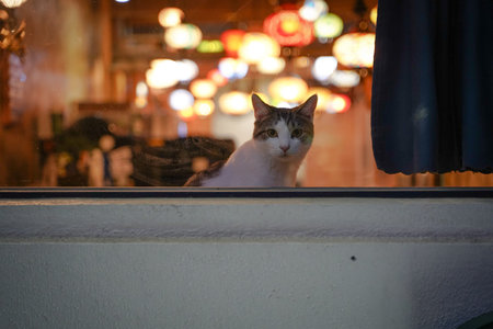 Cat sitting in front of a window in a restaurant at night.