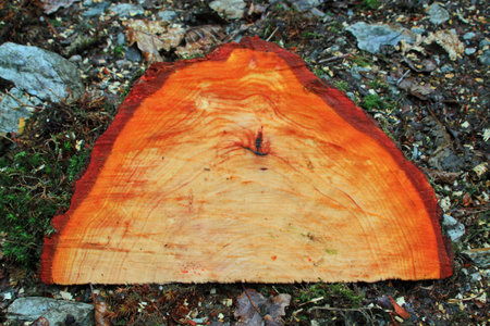 Close-up of the inside of a log showing tree rings, texture and rich red coloring