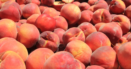 Background of juicy red, yellow and orange ripe peaches in the sunの写真素材