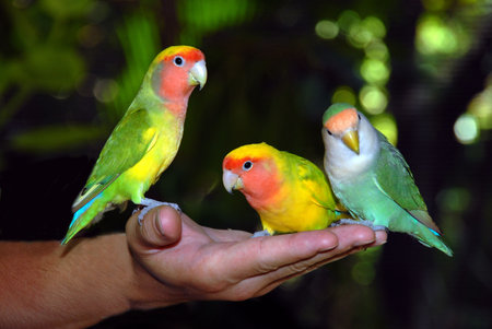 Beautiful colourful birds parrots