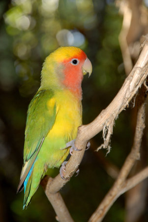 Beautiful nice colourful bird parrot