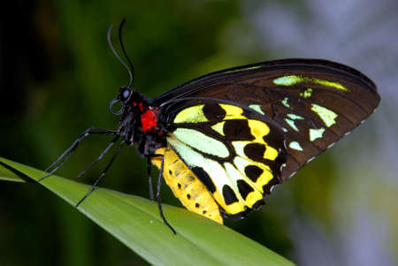 Beautiful colourful yellow and black butterflyの写真素材