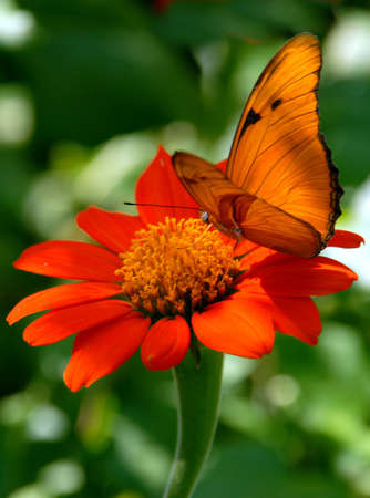 Orange red Flower with Butterflyの写真素材