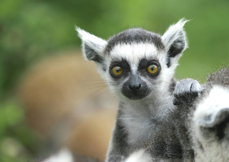  lemur on mothers back, looking at camera