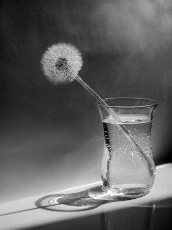Glass of water with dandelion flower on black and white backgroundの写真素材