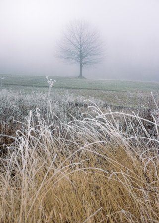 A single tree in a field covered with hoarfrost on a cold winter morning.の写真素材