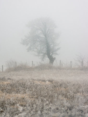 Winter landscape with a lonely tree on a foggy meadow.の写真素材