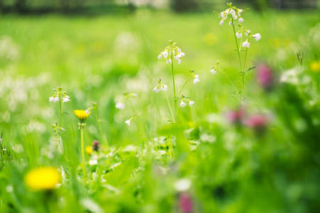 spring flowers in fieldの写真素材