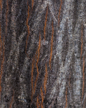 Close-up of a tree bark texture background. High quality photoの写真素材