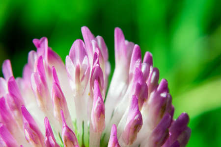 Macro shot of pink flowerの写真素材