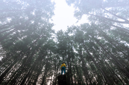 A man in a yellow jacket stands on the edge of a pine forest.の写真素材