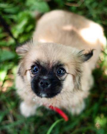 Chihuahua puppy on the green grass. Close-up.の写真素材