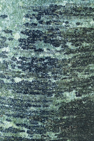 Close up of a tree bark texture. Natural background or wallpaper.の写真素材