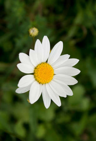 White flower blooming in parkの写真素材