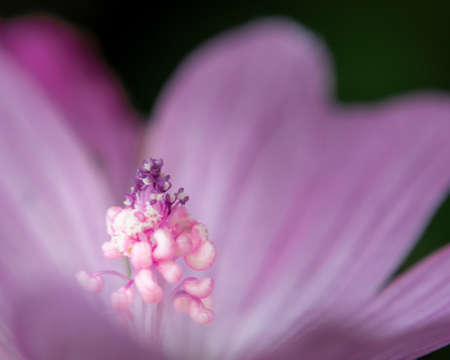 Macro shot of pink flowerの写真素材