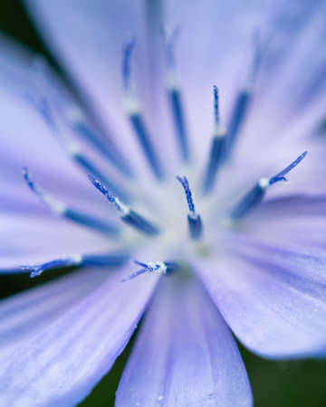 Macro shot of a wild flowerの写真素材