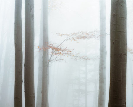 Misty foggy forest with beech trees in the foreground.の写真素材