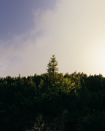 A vertical shot of a coniferous forest under a cloudy skyの写真素材