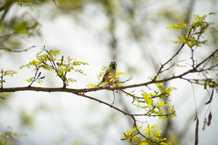 Bird on a tree branch in the forest. Wildlife scene from nature.の写真素材