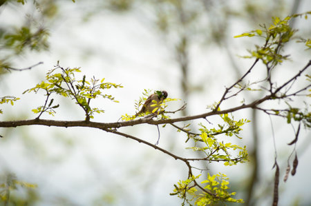 Bird on a branch of a tree with green leaves in the backgroundの写真素材