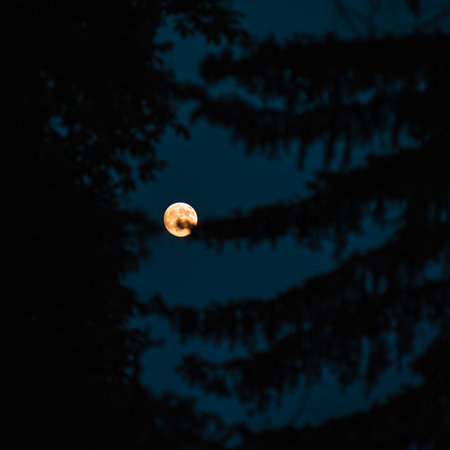 Full moon in the night sky with silhouettes of trees and bushesの写真素材