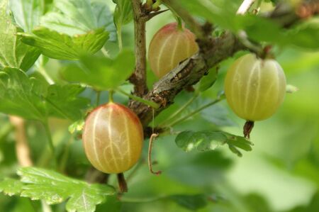 gooseberryの写真素材
