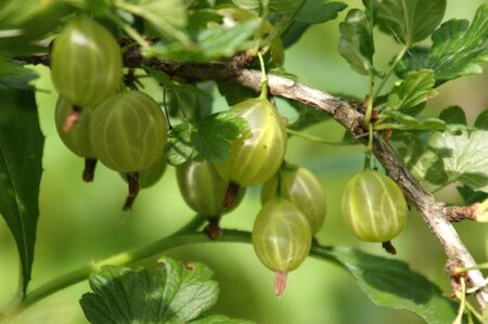gooseberryの写真素材
