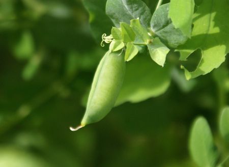 Peas podの写真素材