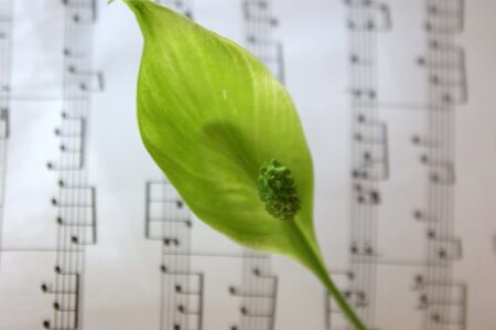 Green flower against notesの写真素材