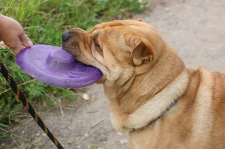 dogの写真素材
