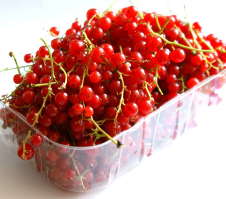 Red currantの写真素材