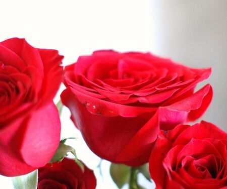 rosesの写真素材