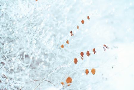 Winter Background.  Abstract Snowy Bokeh Background with Snowflakesの写真素材