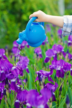 Watering the Lawn with flowers irisの写真素材