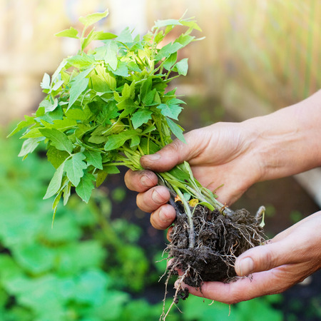 Gardeners hands planting greens and vegetables in the garden.の写真素材
