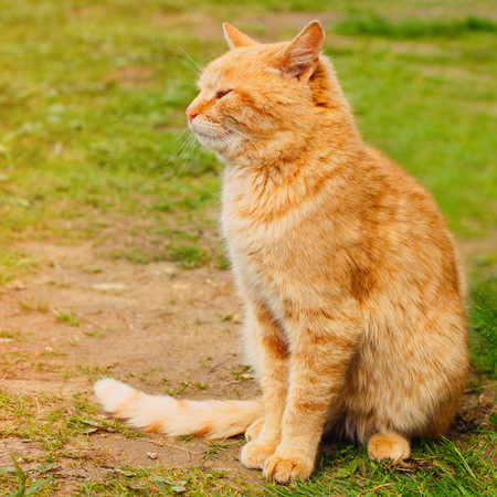Beautiful Red Cat in the Green Grass in Summer - Pets Care Conceptの写真素材