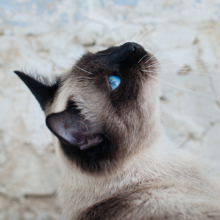 Beautiful Siamese Purebred Cat with Blue Eyesの写真素材