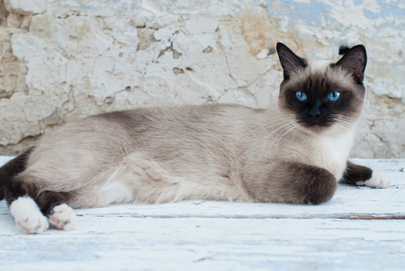Beautiful Siamese Purebred Cat with Blue Eyesの写真素材