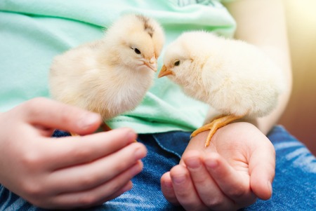 Little baby Chick in chlds Handsの写真素材