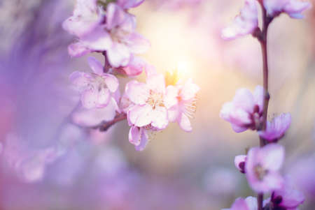 Spring Tree Blossoms Background - Nature Background - Blooming Flowersの写真素材