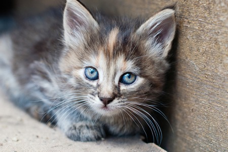 Little Kitten outdoor - Portrait of cute Catの写真素材