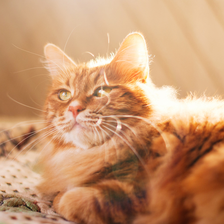 Cute Red Cat relaxing in sun rays at home - cat lying indoorの写真素材